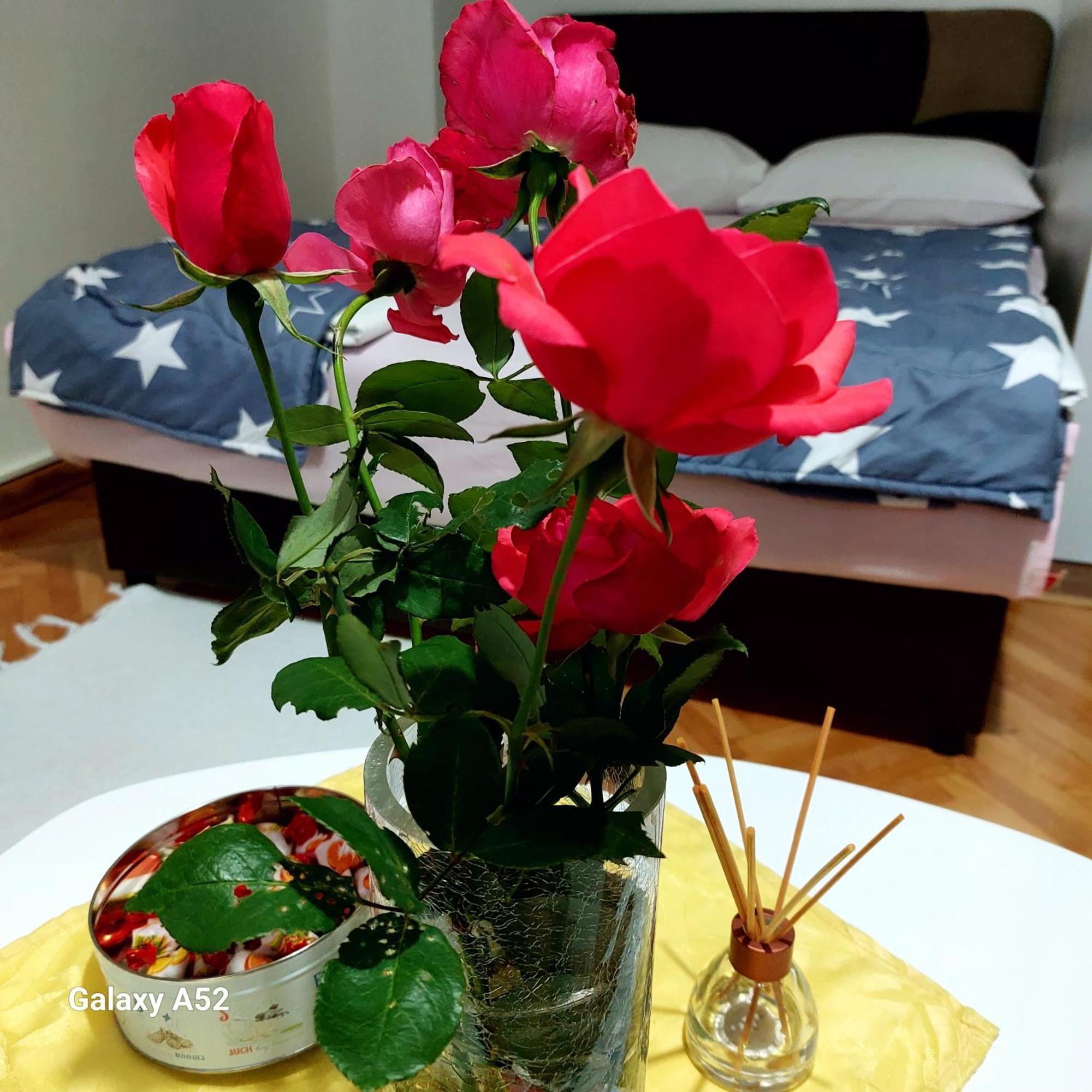 Apartman Pavle Plužine Exteriör bild
